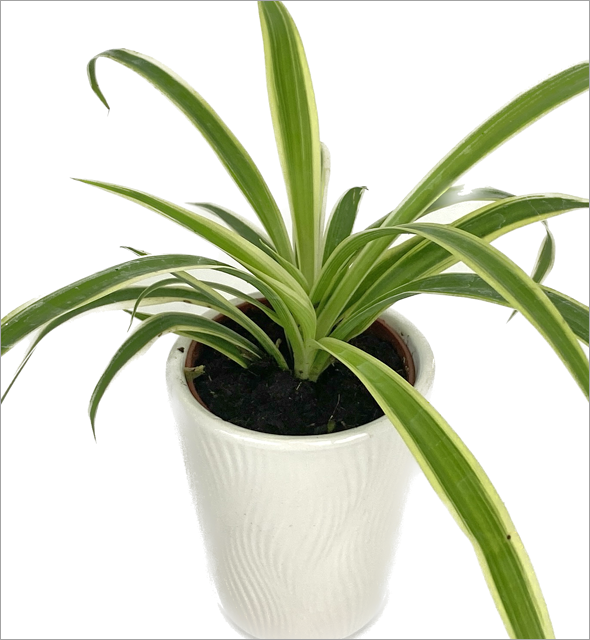 Spider plant